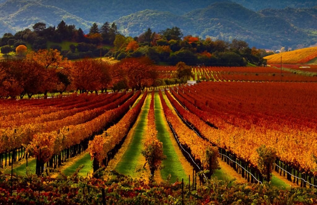 Napa Valley